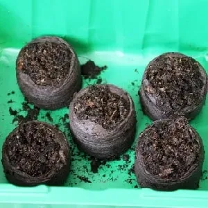 Пошаговая инструкция: как вырастить картофель из семян в домашних условиях