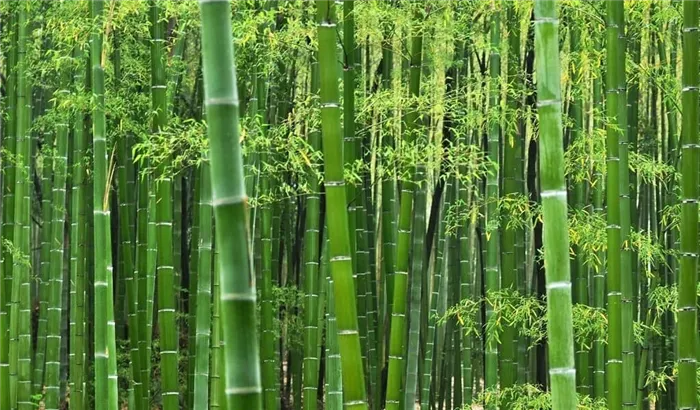 Бамбук семейства злаковых