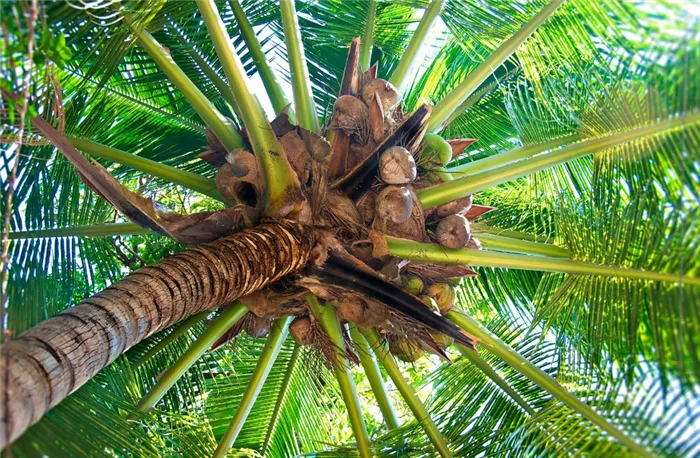 В кокосовой скорлупе нет паразитов и возбудителей заболеваний