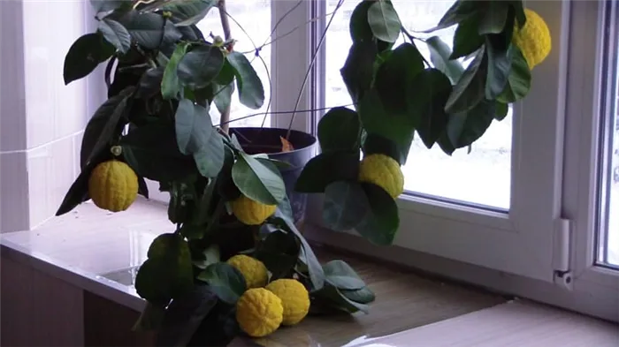Как вырастить лимон дома на подоконнике