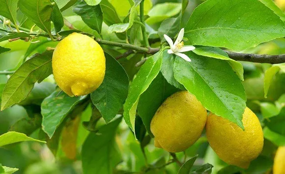 Павловский оранжерейный лимон