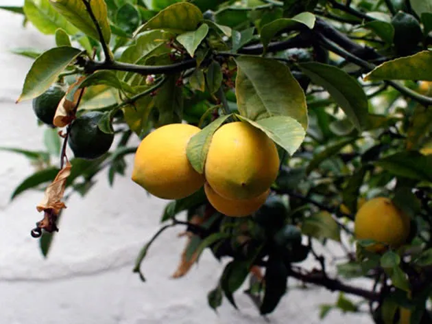 Комнатный лимон – выращивание из косточки