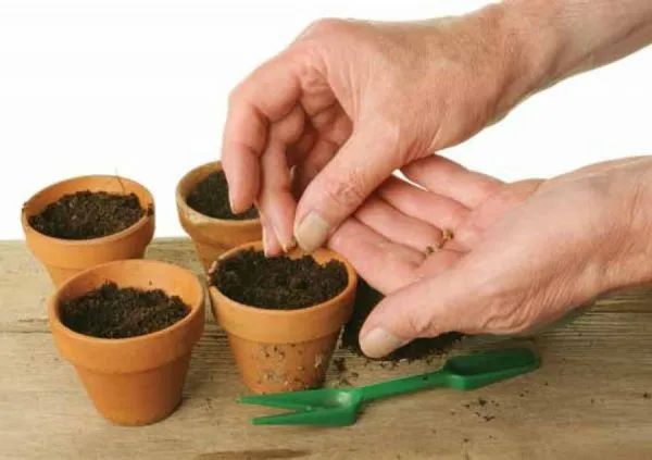 Подготовка грунта и тары для посадки семян