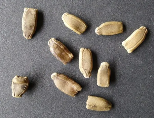 Семена лагенарии