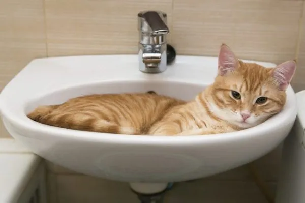 Рыжий кот в раковине