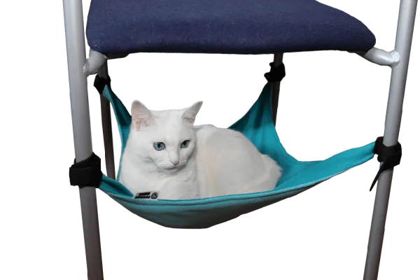 Светлый кот на гамаке бирюзового цвета