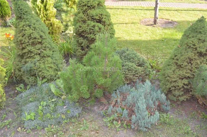 Как посадить можжевельник в саду — руководство и рекомендации 