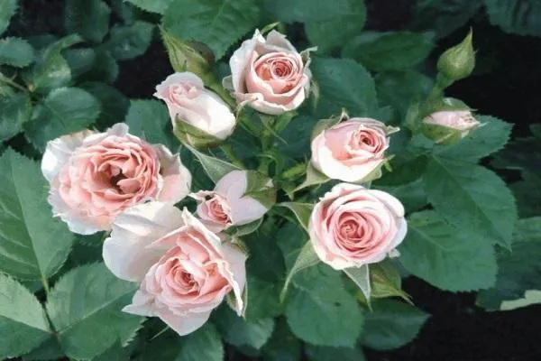 Розовые и кремовые розы для патио