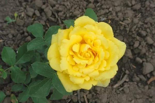 Желтые миниатюрные розы