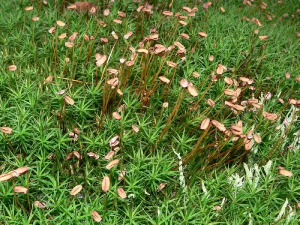 льняной мох с кукушкой