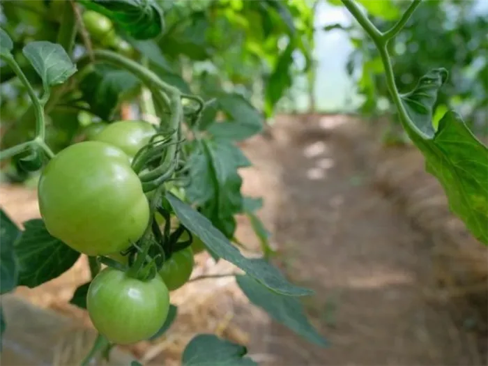 выращивание томата взрыв