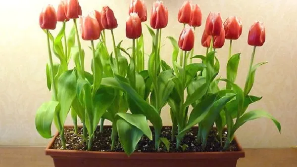 выгонка тюльпанов зимой в квартире