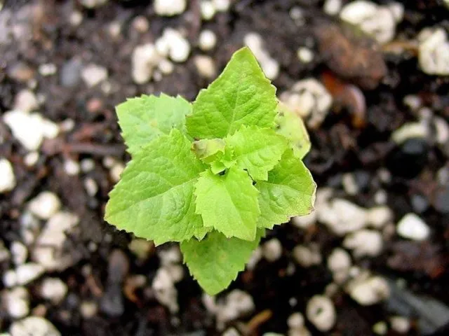 Выращивание платикодона из семян в домашних условиях