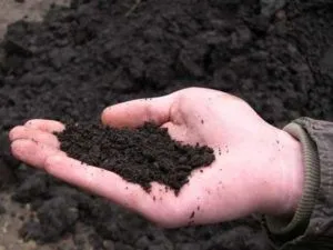 грунт почва