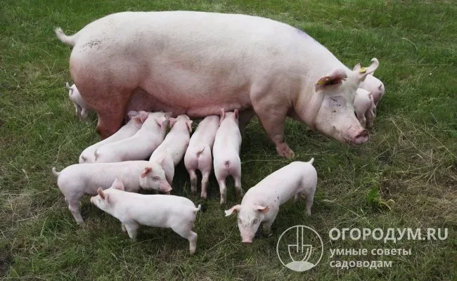 Отличительными особенностями свиней являются ранняя зрелость и высокая плодовитость.