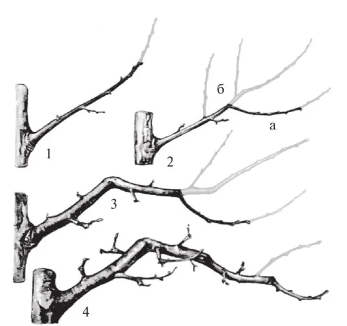 Живые (справа) и замороженные ветки яблони