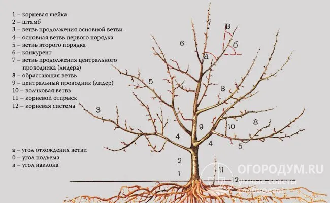 Схематическая диаграмма плодовых деревьев