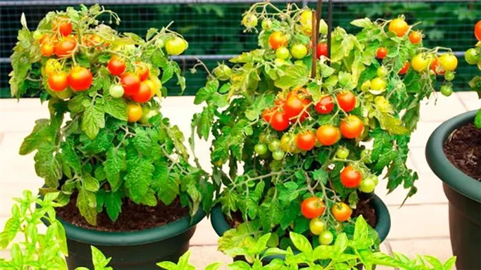 Круглогодичный сбор урожая: выращивание томатов