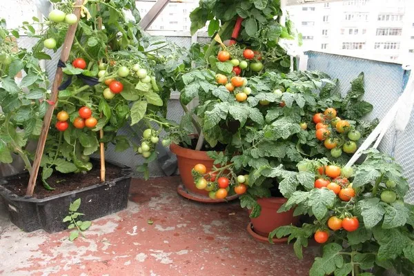 Чудо-помидоры на балконах