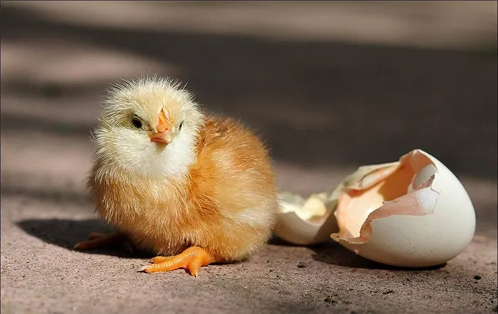 Цыплята и яичная скорлупа
