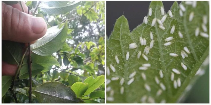 Надсемейство белокрылки в растениях и садах
