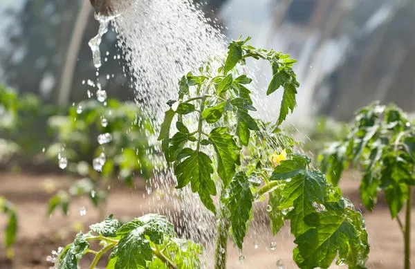 Опрыскайте растение из шланга или воронки, затем промойте листья мыльной водой.