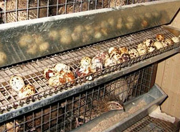 Чтобы перепелки хорошо рожали, в их корм необходимо добавлять гравий, дробленые ракушки и пищевой мел.