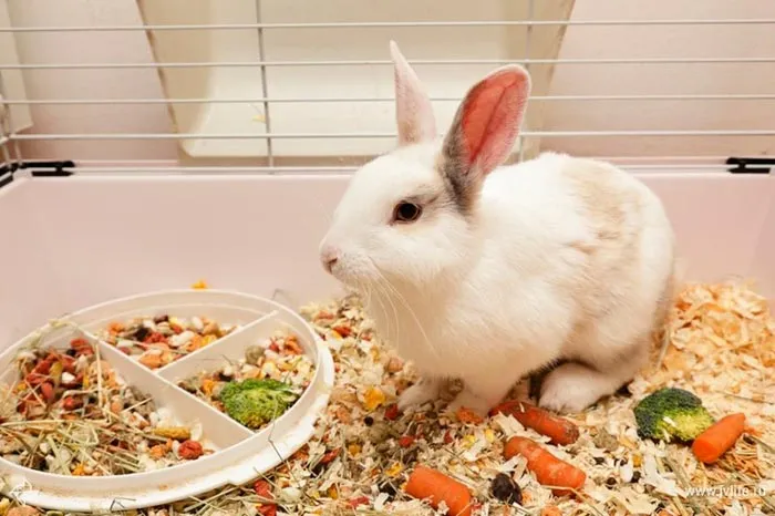 Декоративный кролик в клетке