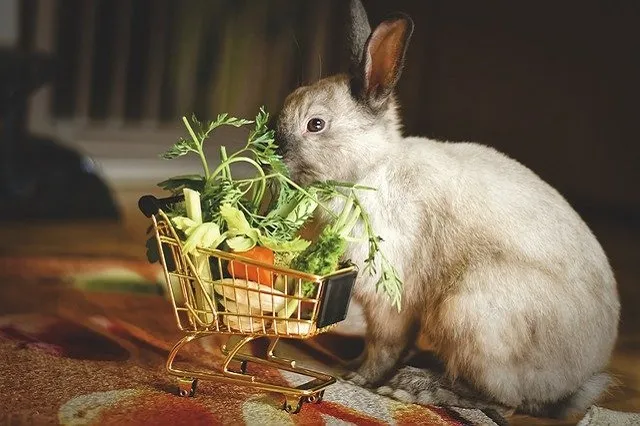 Декоративное кормление кролика