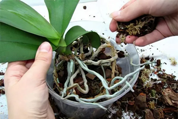Краткое введение в пересадку орхидей