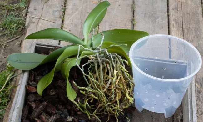 Пластиковый прозрачный горшок - одна из лучших емкостей для орхидей.