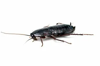 Черные тараканы выглядят следующим образом