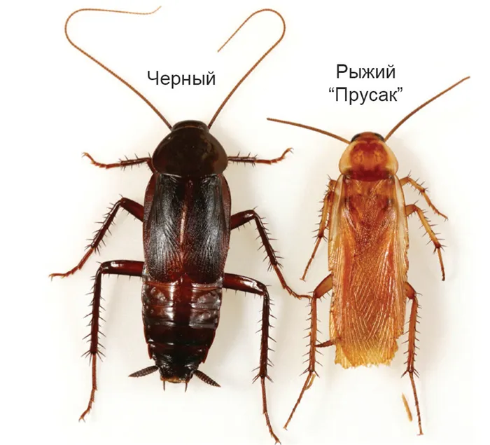 Как выглядят разноцветные тараканы и чем они отличаются от обычных тараканов?