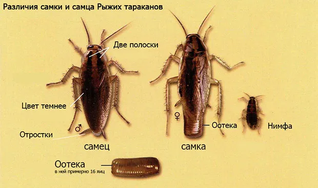 Как выглядят разноцветные тараканы и чем они отличаются от обычных тараканов?