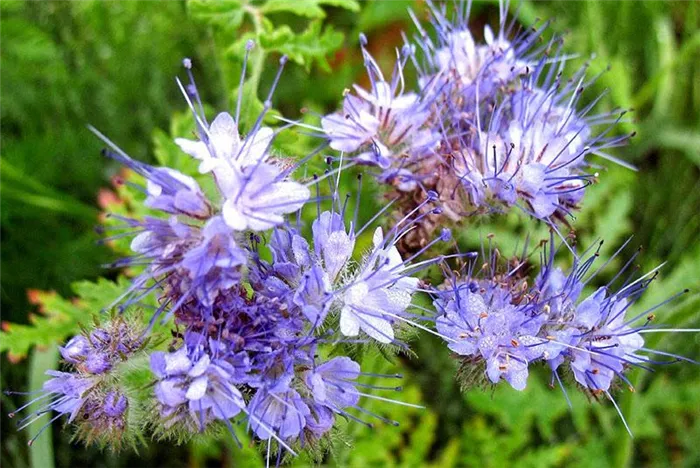 Чувствительные пчелы