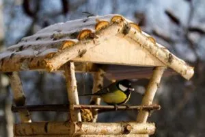 Деревянные кормушки для птиц своими руками: размеры и дизайн