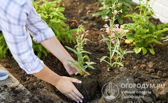 Не сажайте сразу после обработки почвы; необходимо подождать около двух недель, чтобы почва осела.