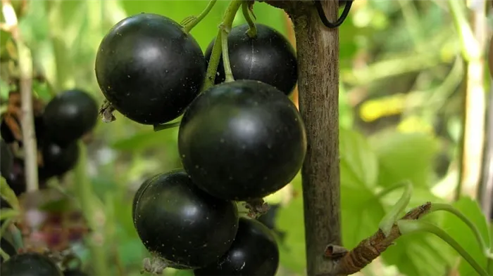 Самые сладкие сорта черной смородины с крупными ягодами