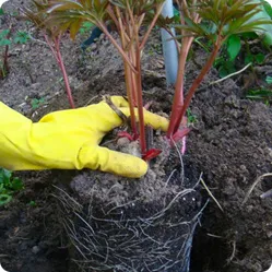 Чтобы пионы хорошо прижились, растения надо высаживать (и пересаживать) до массового отрастания всасывающих корней, чтобы не повредить их при выкопке.