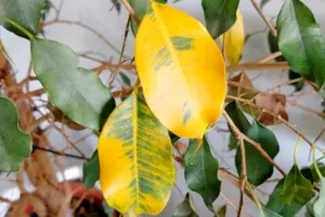 Почему у моего фиколла желтеют и опадают листья? Что я могу с этим сделать?