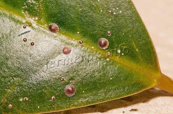 Фотографии красного листового кольчатого червя