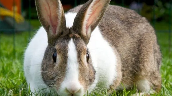 Количество дней, в течение которых беременные крольчихи выгуливают крольчат-носителей.