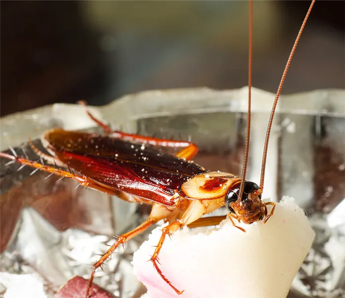 Как долго тараканы живут без воды и пищи и голова