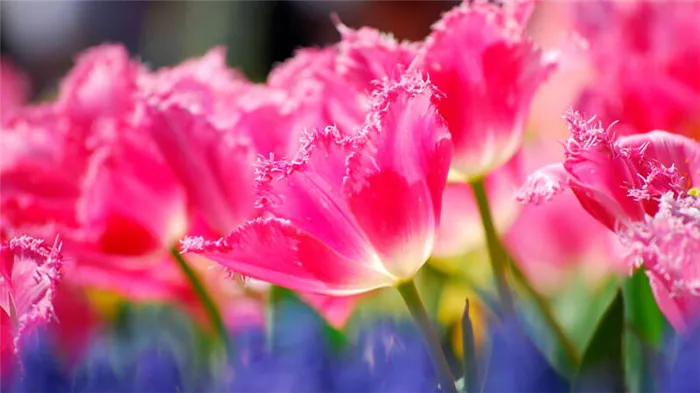 почему не цветут тюльпаны