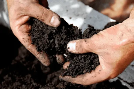 Удобрение и дезинфекция почвы весной