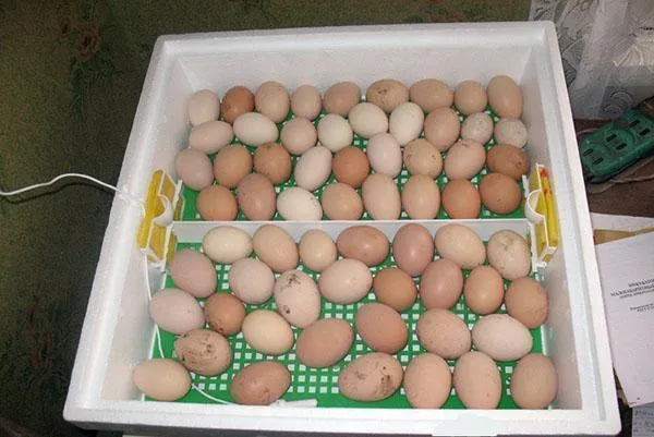 Куриные яйца во время инкубации