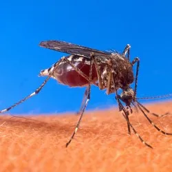 10 ароматов, отпугивающих комаров