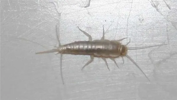 Одними из самых распространенных насекомых в ванных комнатах являются чешуйницы.