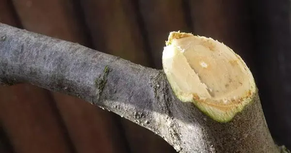 Как обрезать ореховое дерево