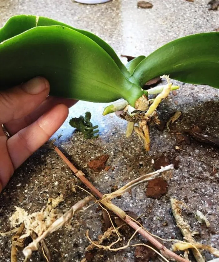 Как оживить орхидею, если листья сгнили